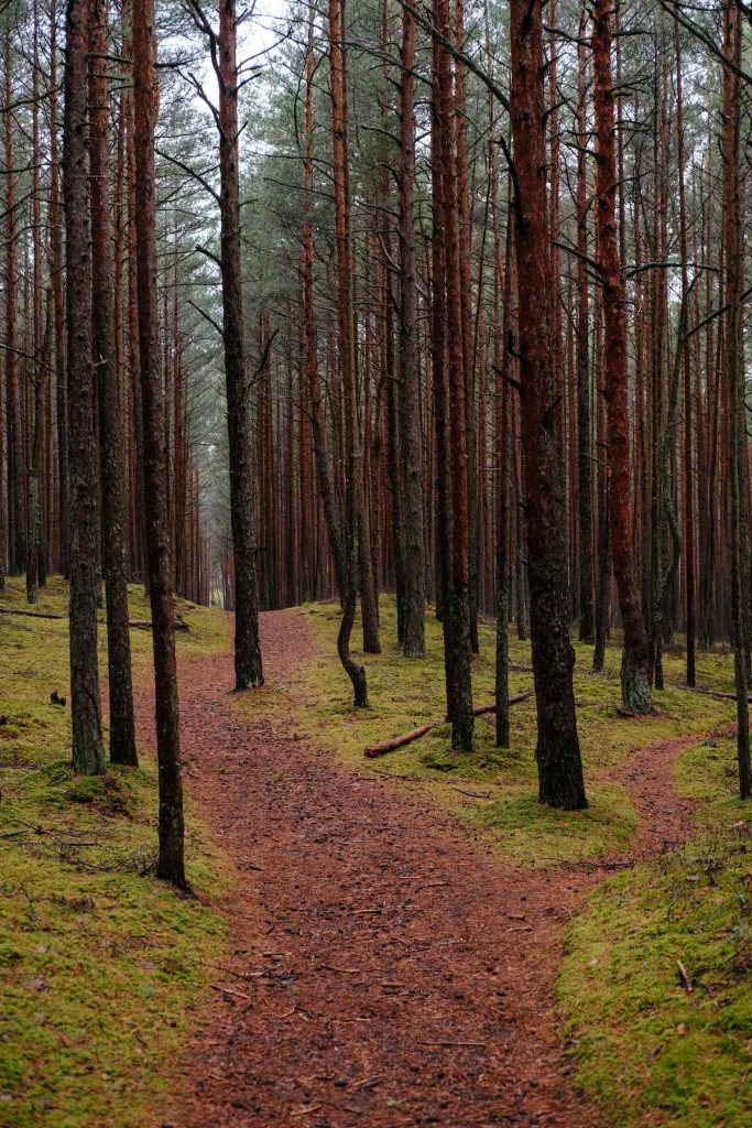 A pine forest with a primary path, where a smaller path branches off to the right. It is a symbol for choosing the right direction in life.